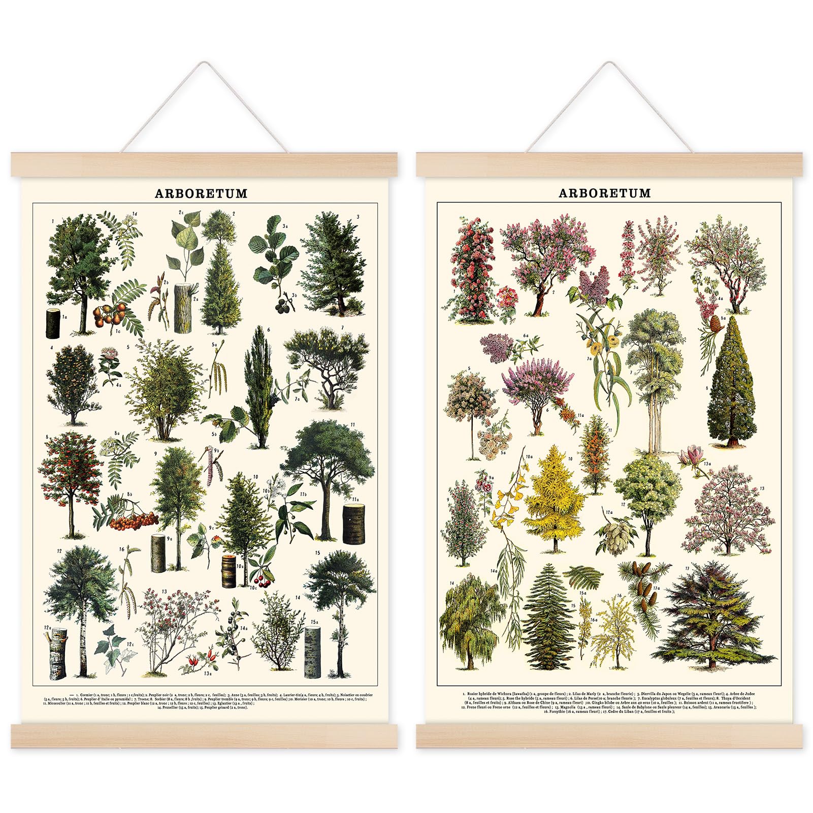 Chenkaiyang 2 Pcs Vintage Poster Hanging,Flowers Wall Hanging Botanical Rustic Retro Colorful Wall Art Prints Flower Chart Posterfor Living Room Bedroom Office Play Room Decor,12.7 X 21.6 Inch